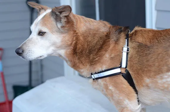 Dual-Attach No-Pull Harness™ | Solid or Reflective | 20 colors