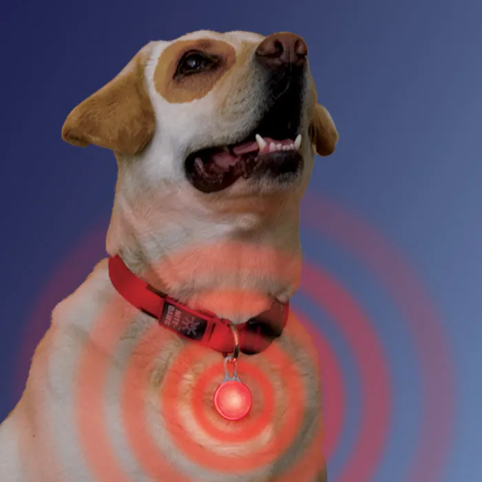 Nite Dawg Spotlit LED Carabiner Collar Light