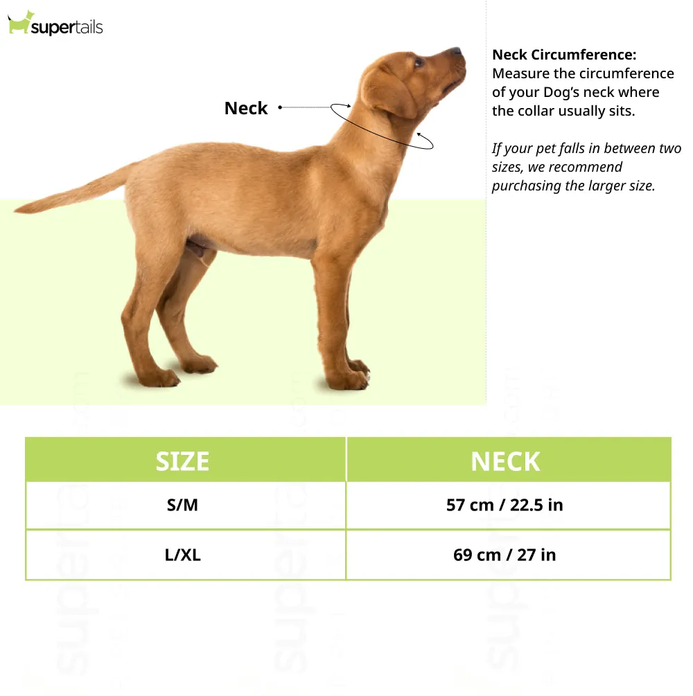 Pawpourri Metal Slip Chain Collar for Dogs